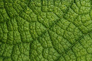Insecticides, Acaricides, Nematicides & Rodenticides