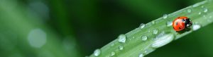 Biological Control