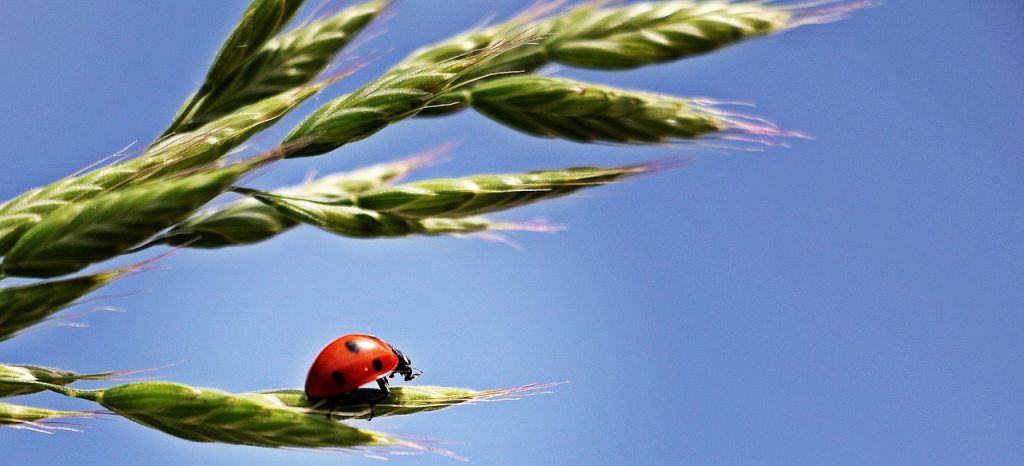 חברת גרייס ברידינג (Grace Breeding) קיבלה אישורי רישוי ראשונים בברזיל, אוסטריה וגרמניה